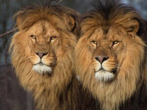 Два льва фото